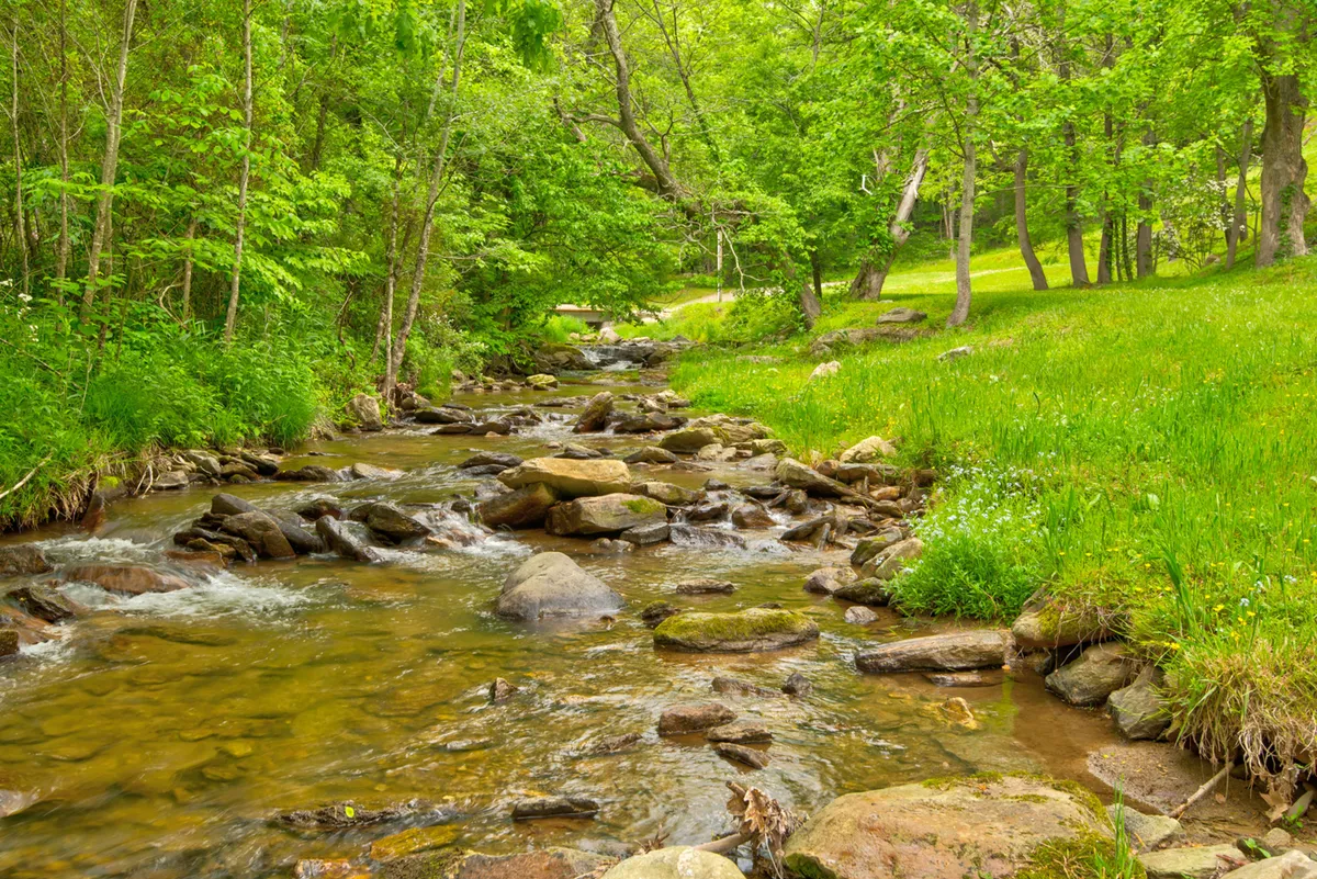 A gently flowing stream winds through smooth rocks and dense, lush greenery. The tranquil setting is framed by native plants and trees, making it ideal for wildlife watching, quiet walks, and peaceful reflection.